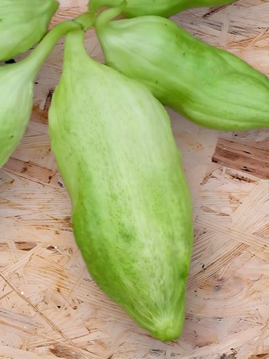 Mon Potager Bio - lot de 11 sachets de graines de légumes magnifiques