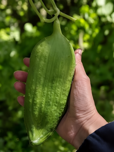 Cyclanthère Géant 'Bolivian Giant' (Cyclantera pedata) Graines