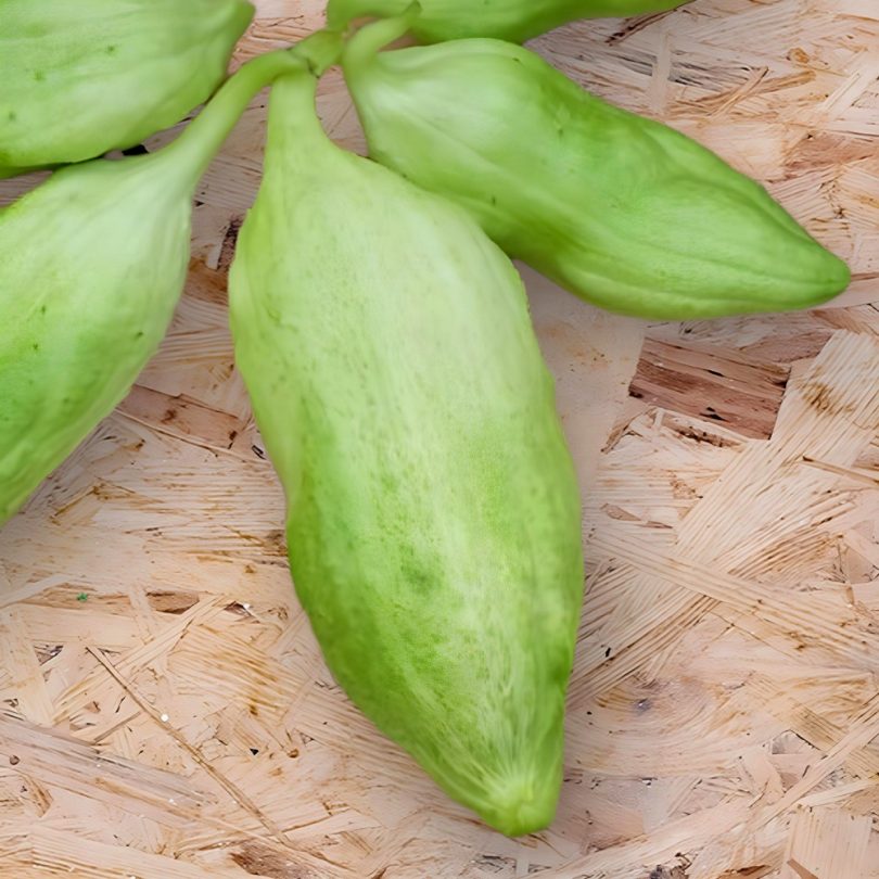 Cyclanthère Géant 'Bolivian Giant' (Cyclantera pedata) Graines – Image 2