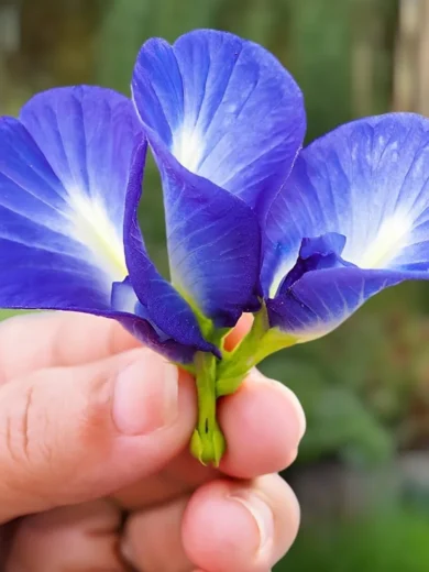 Pois papillon "Matcha Bleu" (Clitoria ternatea) Graines