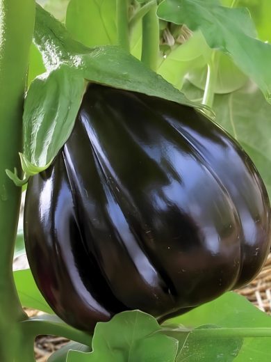 Aubergine 'Black Beauty' (Variété ancienne) Graines