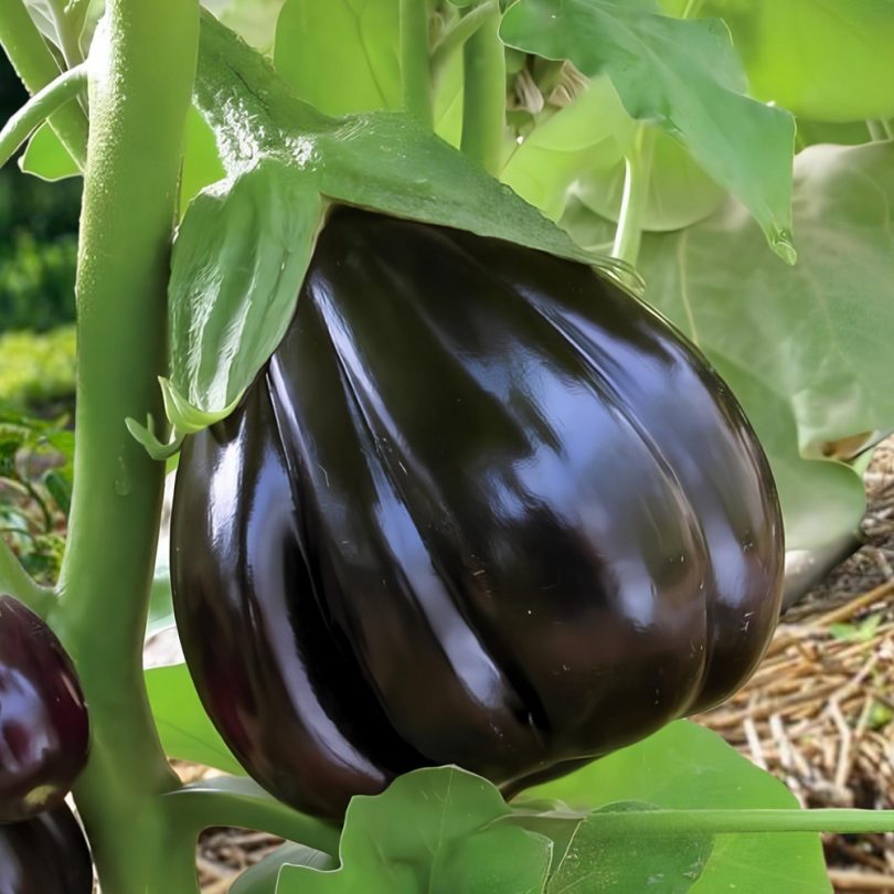 Aubergine 'Black Beauty' (Variété ancienne) Graines