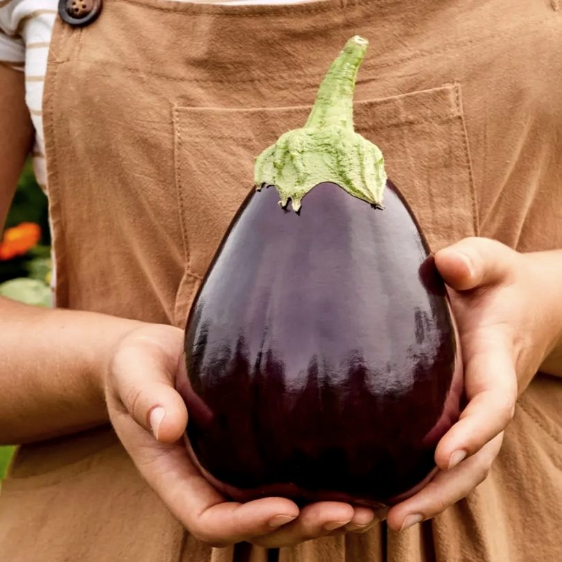 Aubergine 'Black Beauty' (Variété ancienne) Graines – Image 3