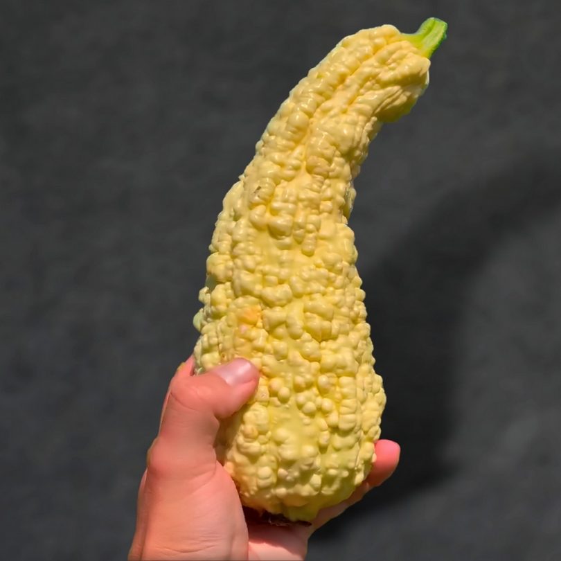Courgette Popcorn 'Rugosa Friulana' (Variété rare) Graines – Image 4
