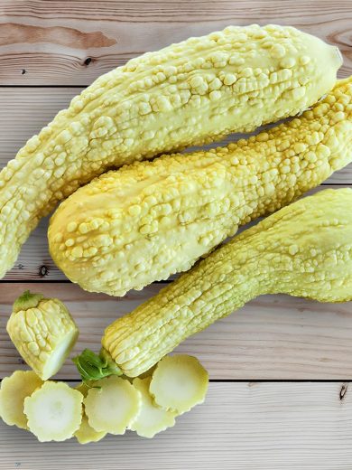 Courgette Popcorn 'Rugosa Friulana' (Variété rare) Graines