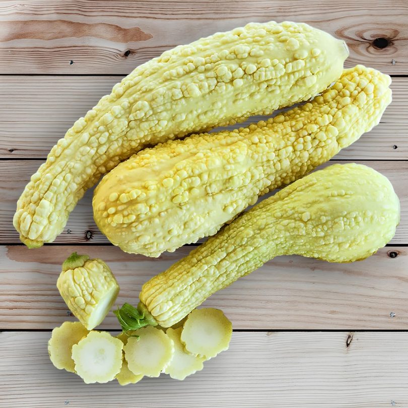 Courgette Popcorn 'Rugosa Friulana' (Variété rare) Graines