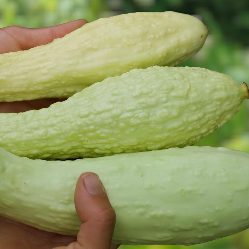 Courgette Popcorn 'Rugosa Friulana' (Variété rare) Graines – Image 3