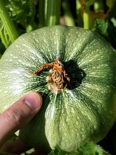 Courgette 'Ronde de Nice' (Variété ancienne) Graines