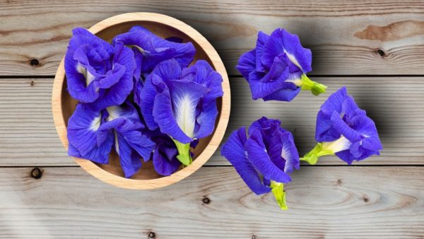 L'orchidée bleue existe-t-elle vraiment ? - Gamm vert