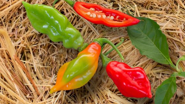 PIMENT HABANERO EN FLOCONS CAISSE (INDE) – Aliments Merci!