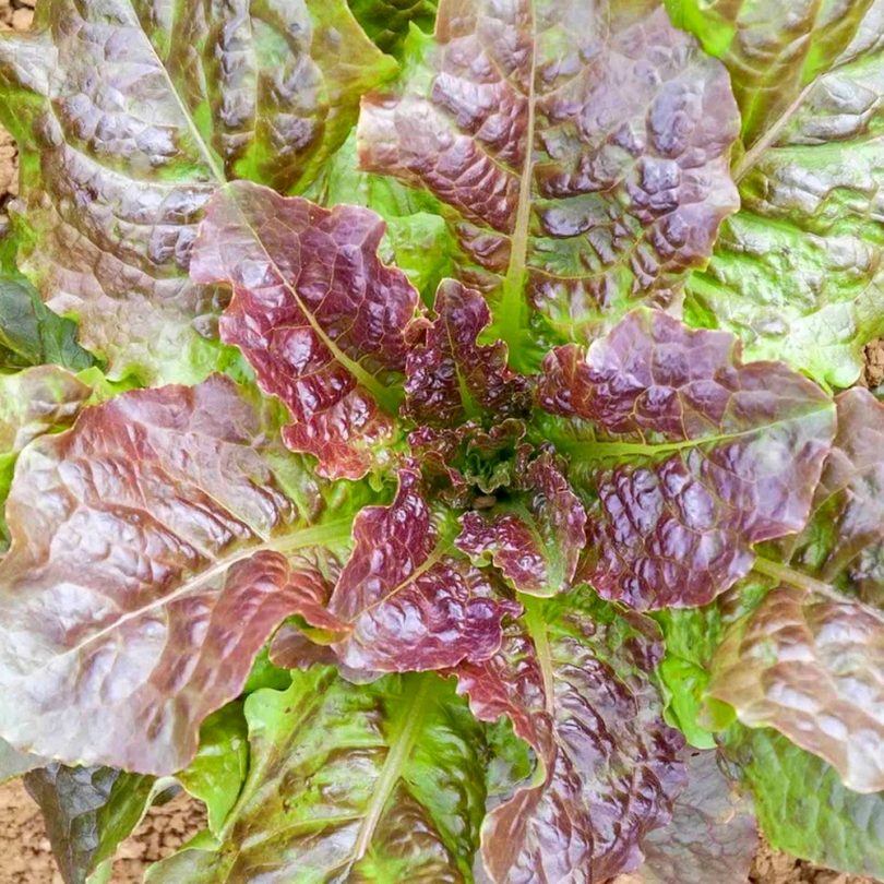 Laitue Pommée 'Brune de Gascogne' Graines