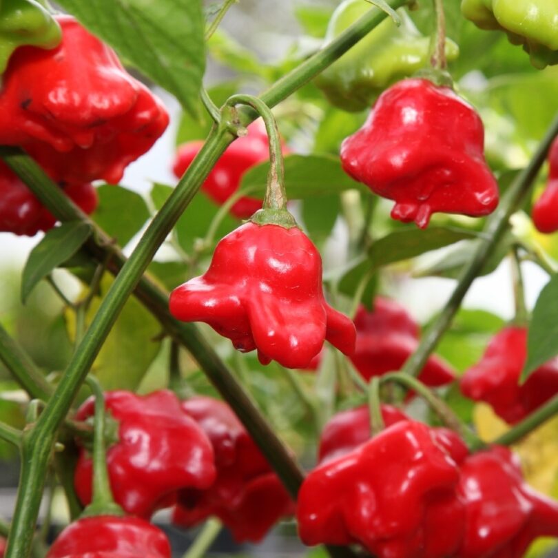 Piment 'Bonnet d’évêque' (Bishop Crown) Graines