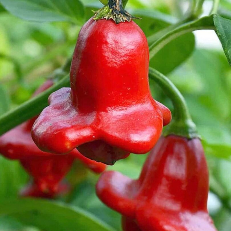 Piment 'Bonnet d’évêque' (Bishop Crown) Graines – Image 2