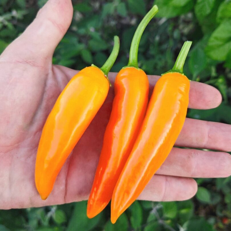 Piment 'Bulgarian Carrot' (Variété Bulgare Shipkas) Graines – Image 2