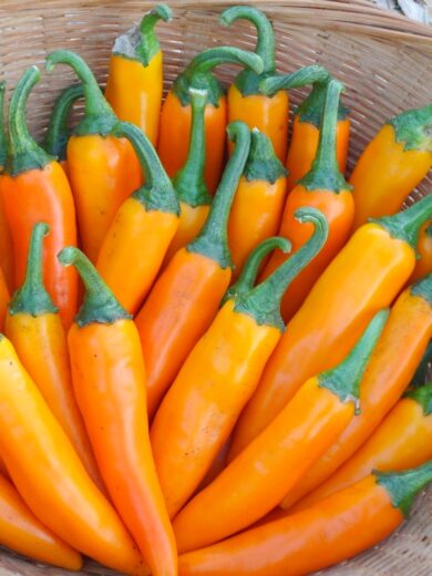 Piment 'Bulgarian Carrot' (Variété Bulgare Shipkas) Graines