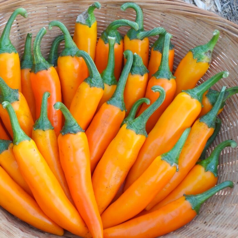 Piment 'Bulgarian Carrot' (Variété Bulgare Shipkas) Graines