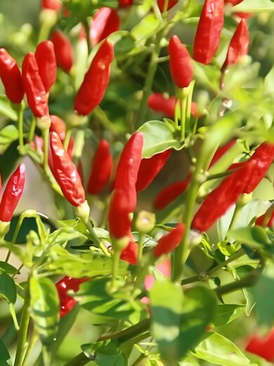 Piment sauvage enragé (Capsicum frutenscens) Graines
