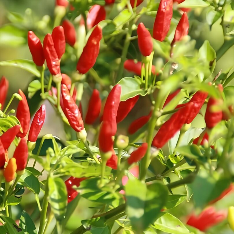 Piment sauvage enragé (Capsicum frutenscens) Graines