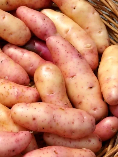 Pommes de terre 'Corne de Gatte' (Type ratte) 25 Plants BIO