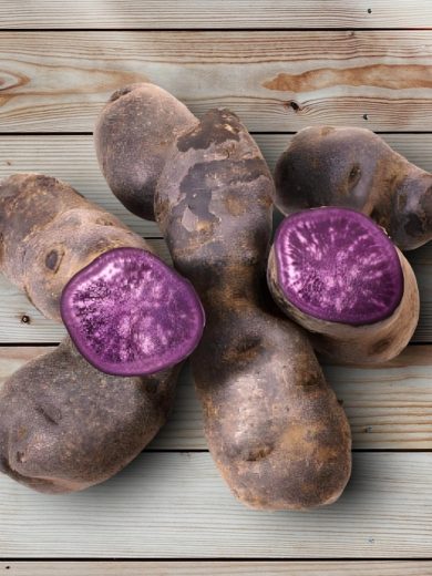 Pommes de terre 'Ulysse' 25 Plants BIO