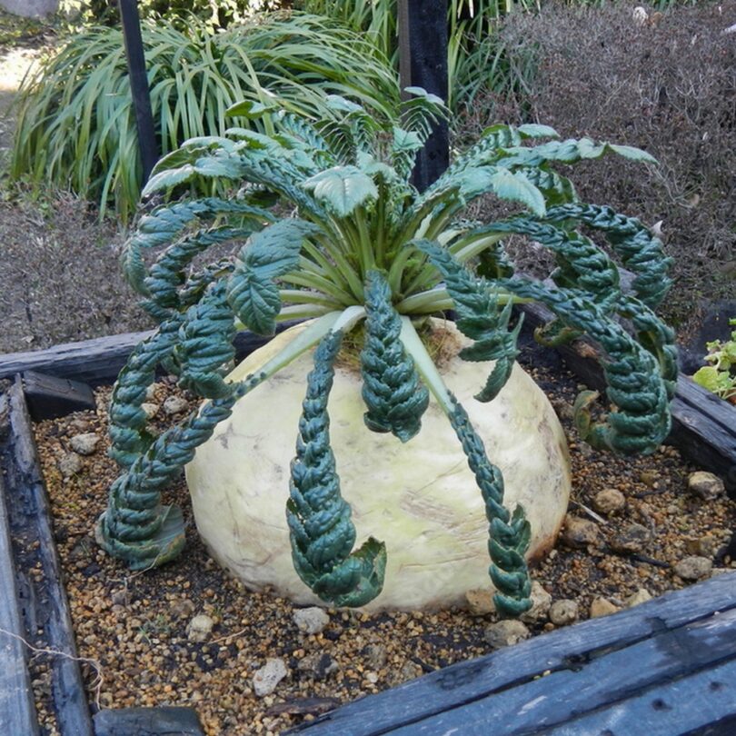 Radis Géant 'Sakurajima' (Variété de concours) Graines – Image 2