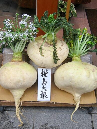 Radis Géant 'Sakurajima' (Variété de concours) Graines