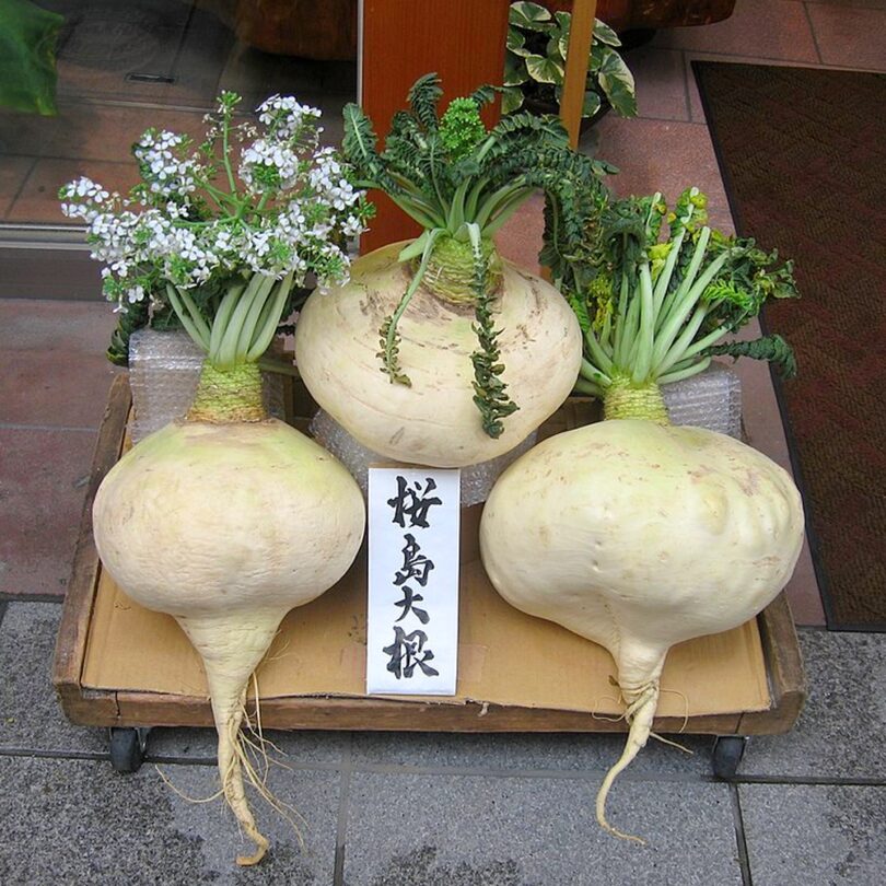 Radis Géant 'Sakurajima' (Variété de concours) Graines
