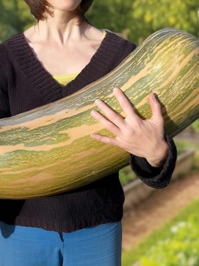 Courge 'Pleine de Naples' (Variété ancienne) Graines