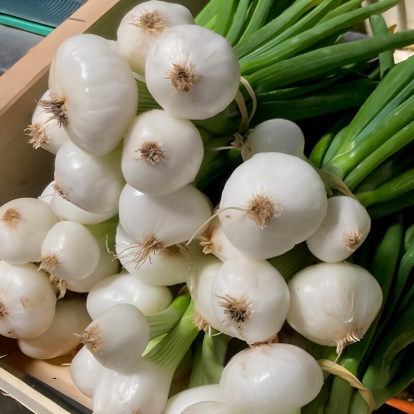 Oignon 'Blanc de Mai' (Variété ancienne précoce) Graines – Image 2
