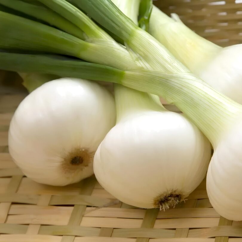 Oignon 'Blanc de Mai' (Variété ancienne précoce) Graines