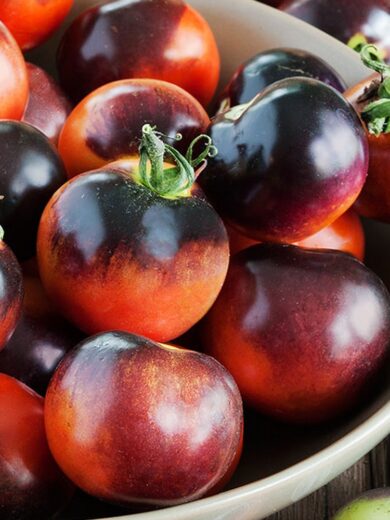 Tomate 'Indigo Rose (Variété bleue) Graines