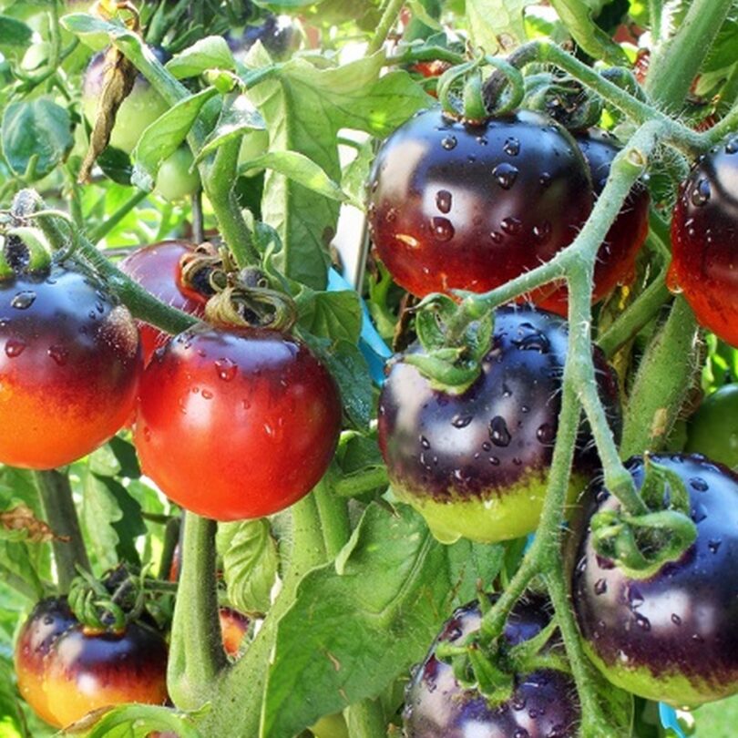Tomate 'Indigo Rose (Variété bleue) Graines – Image 2