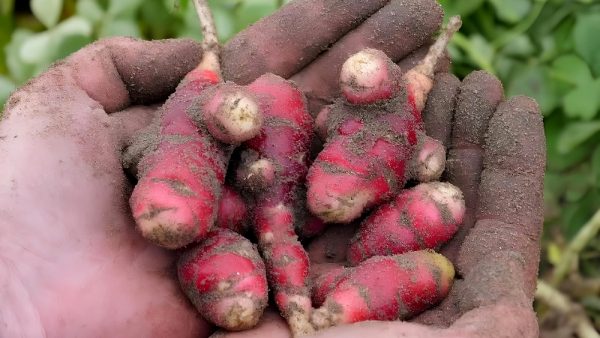 Comment éloigner les moucherons des plantes d'intérieur ? - Jardiland