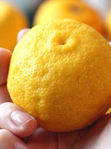 Citronnier Yuzu (Citrus junos) Plant