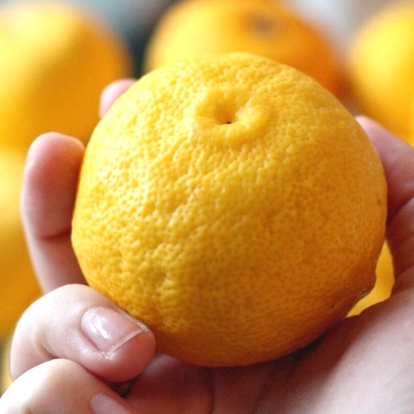 Citronnier Yuzu (Citrus junos) Plant