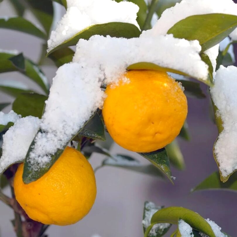 Citronnier Yuzu (Citrus junos) Plant – Image 3
