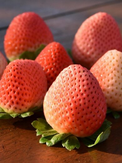Fraise Chewing-Gum 'Bubbleberry' Plant