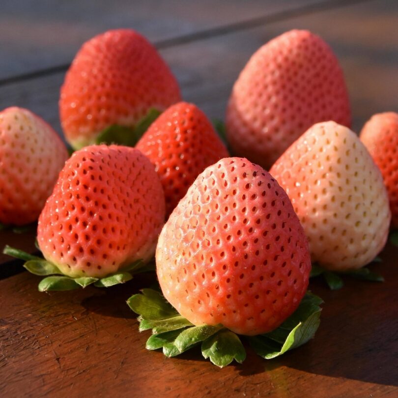 Fraise Chewing-Gum 'Bubbleberry' Plant