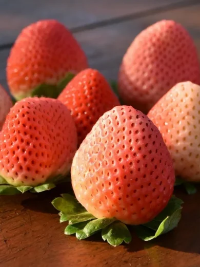 Fraise Chewing-Gum 'Bubbleberry' Plant