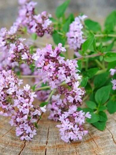 Origan sauvage (Origanum vulgare) Graines