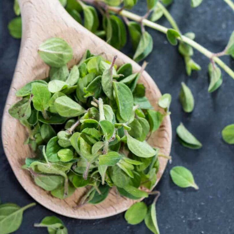 Origan sauvage (Origanum vulgare) Graines – Image 2