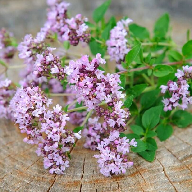 Origan sauvage (Origanum vulgare) Graines