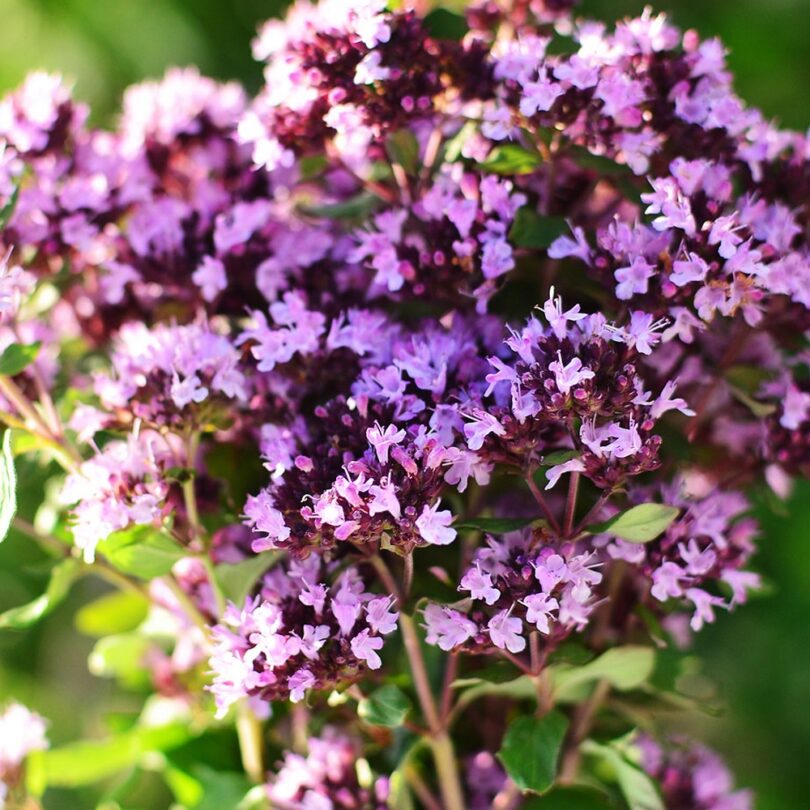 Origan sauvage (Origanum vulgare) Graines – Image 3