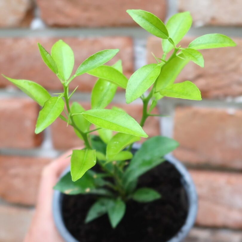 Citronnier Yuzu (Citrus junos) Plant – Image 4