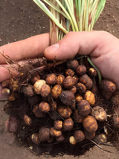 Souchet comestible, Amande de terre (Cyperus esculentus) Plant