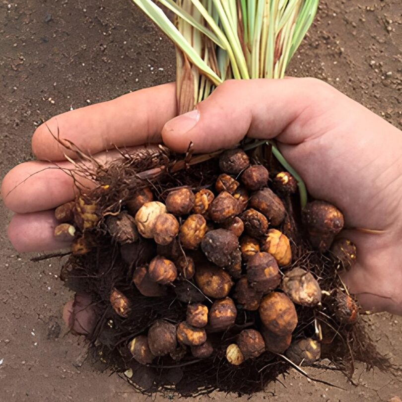 Souchet comestible, Amande de terre (Cyperus esculentus) Plant