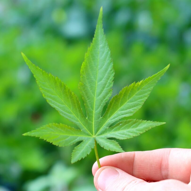 Ronce à feuilles sucrées (Rubus suavissimus) Plant