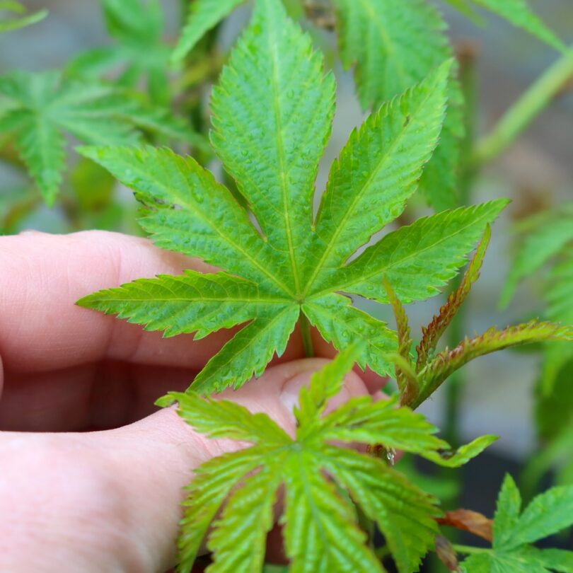 Ronce à feuilles sucrées (Rubus suavissimus) Plant – Image 2