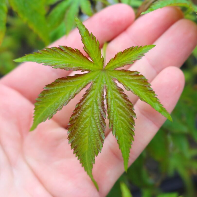 Ronce à feuilles sucrées (Rubus suavissimus) Plant – Image 3