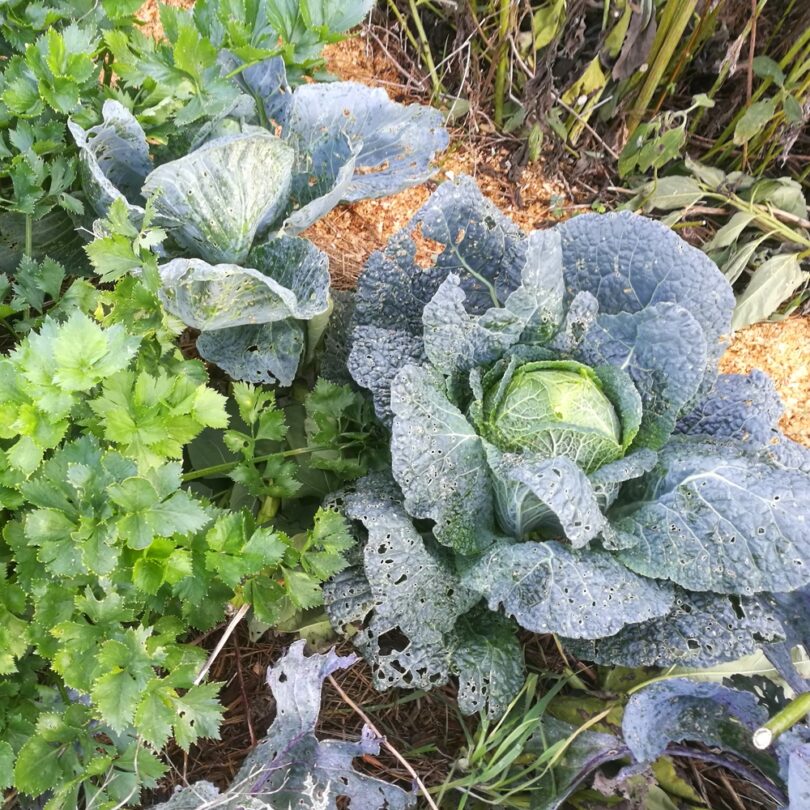 Atelier Permaculture : Maximiser les récoltes grâce aux bonnes associations de cultures – Image 2